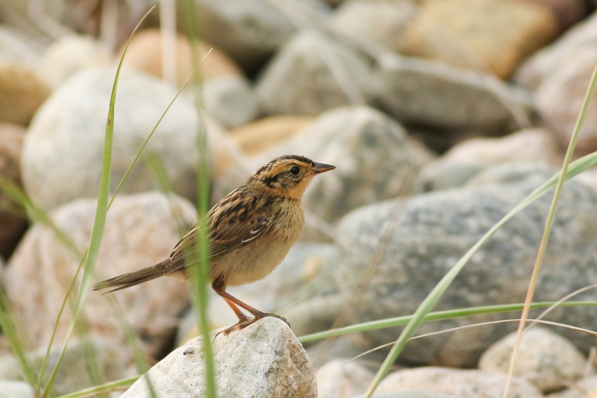 Saltmarsh Sparrow - Jonathan Eckerson