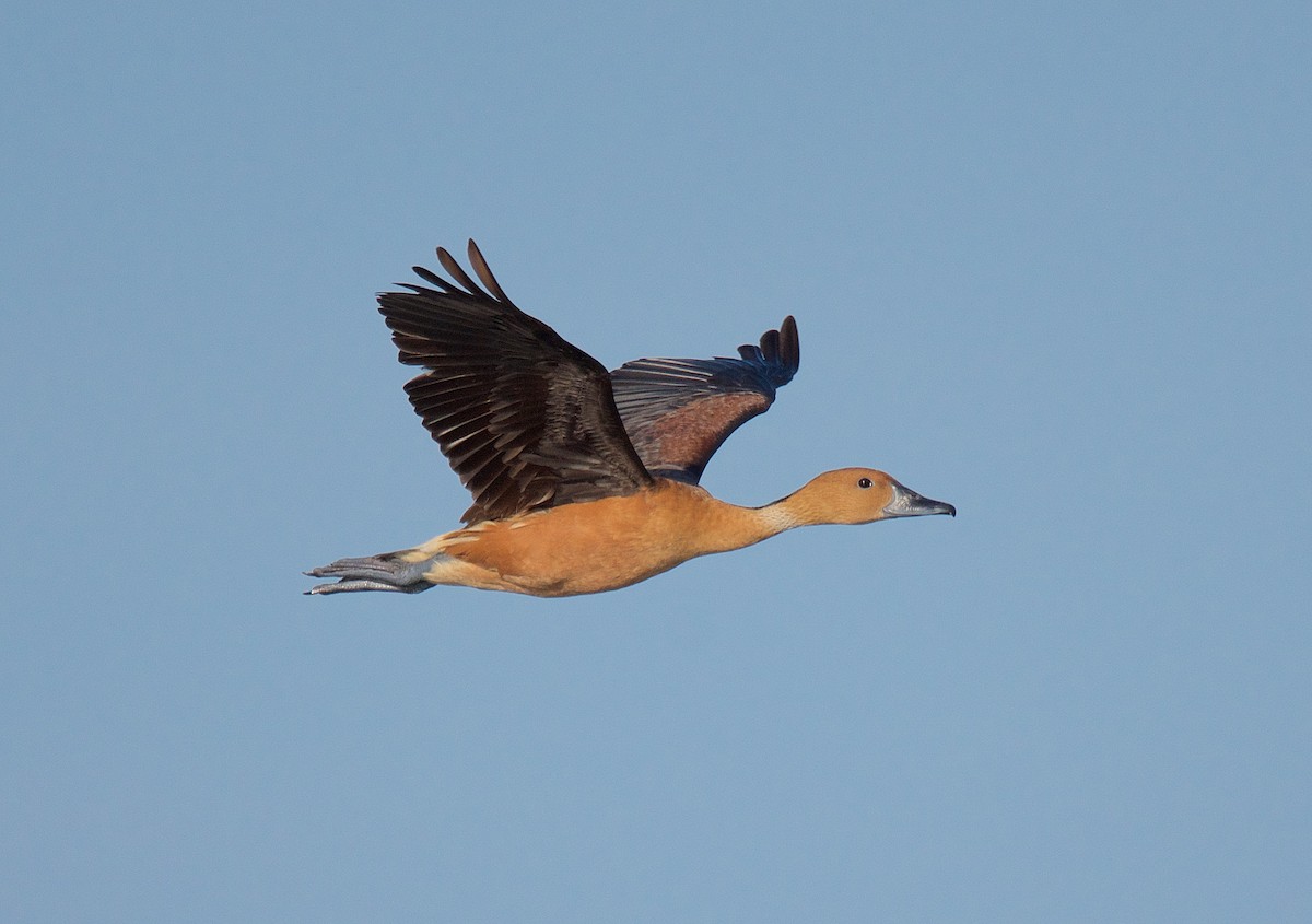 Fulvous Whistling-Duck - Harlan Stewart