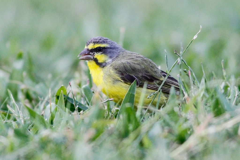 Yellow-fronted Canary - ML68009431