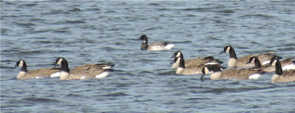 Branta musubeltza (hrota) - ML68009731