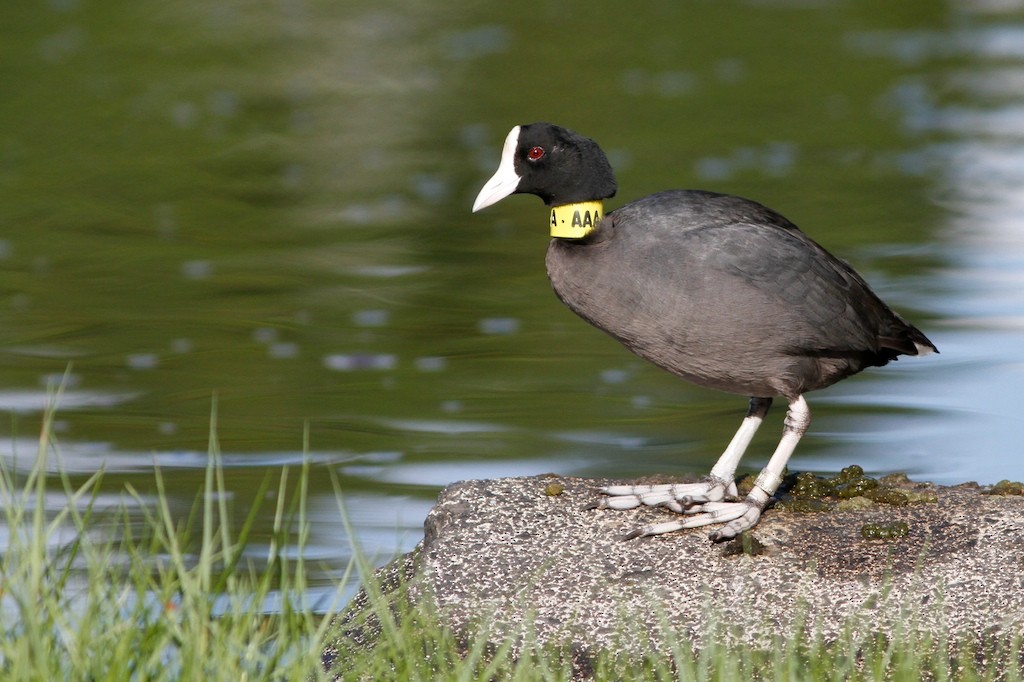 Hawaiian Coot - ML68010061