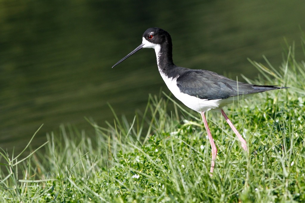 Black-necked Stilt (Hawaiian) - ML68010101