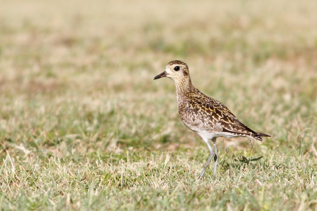 Urre-txirri siberiarra - ML68010161