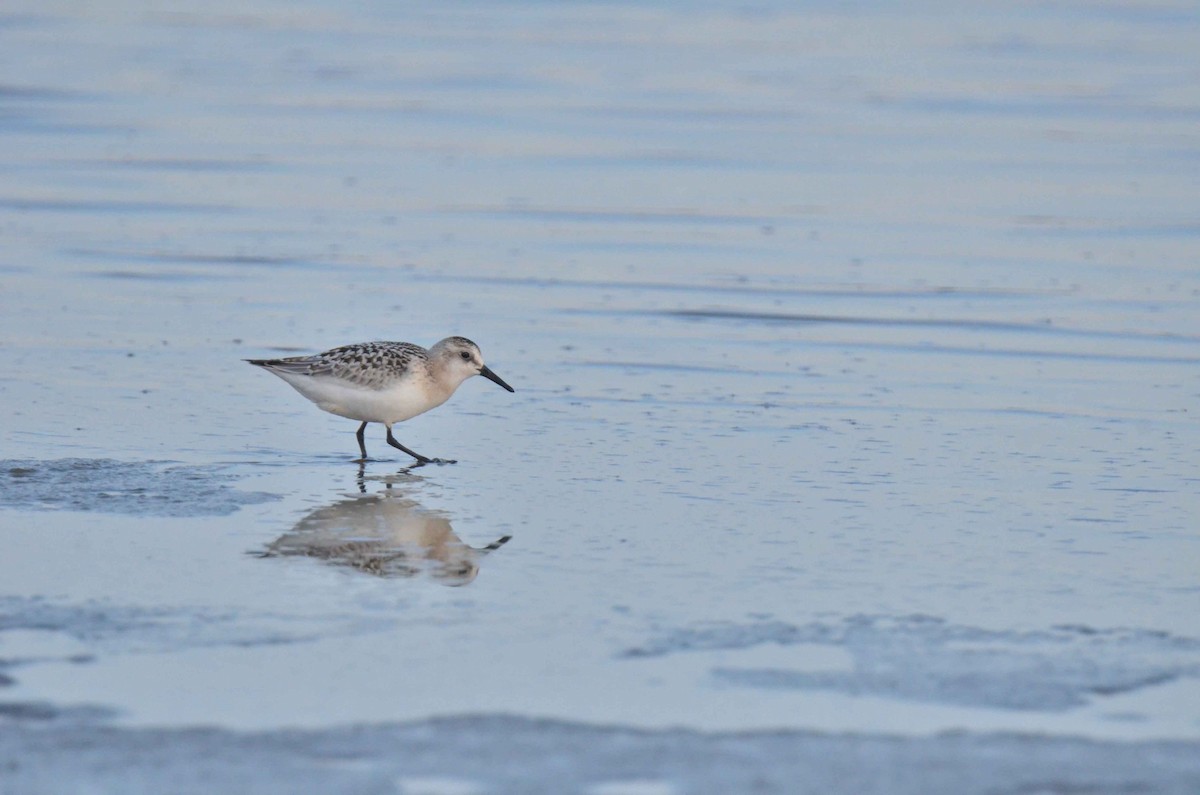 Sanderling - Jonathan Gagnon