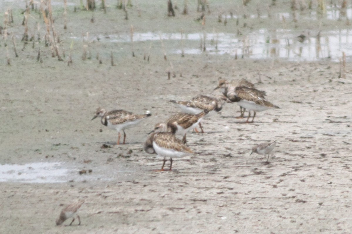 Ruddy Turnstone - Ron Weeks