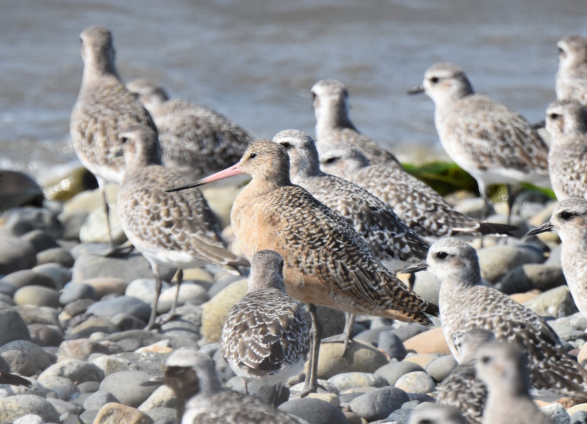 Marbled Godwit - Carol Riddell