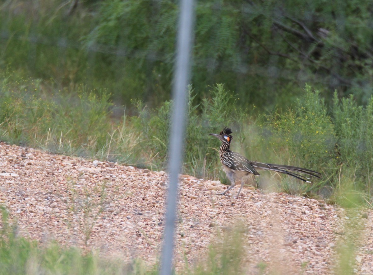 Greater Roadrunner - ML68012521