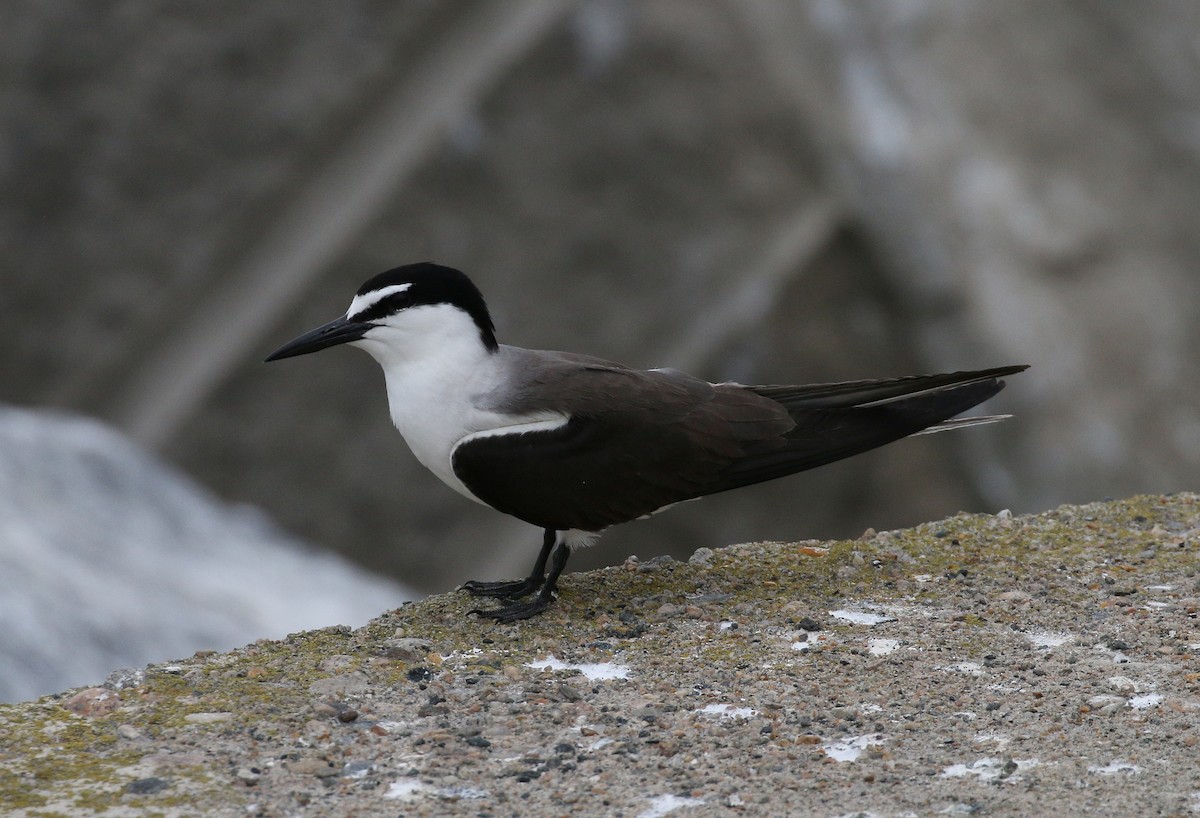 Bridled Tern - ML68012911