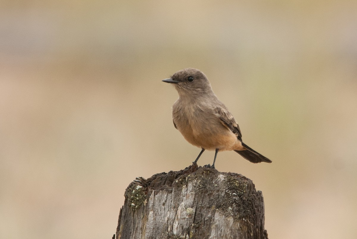 Say's Phoebe - ML68015631