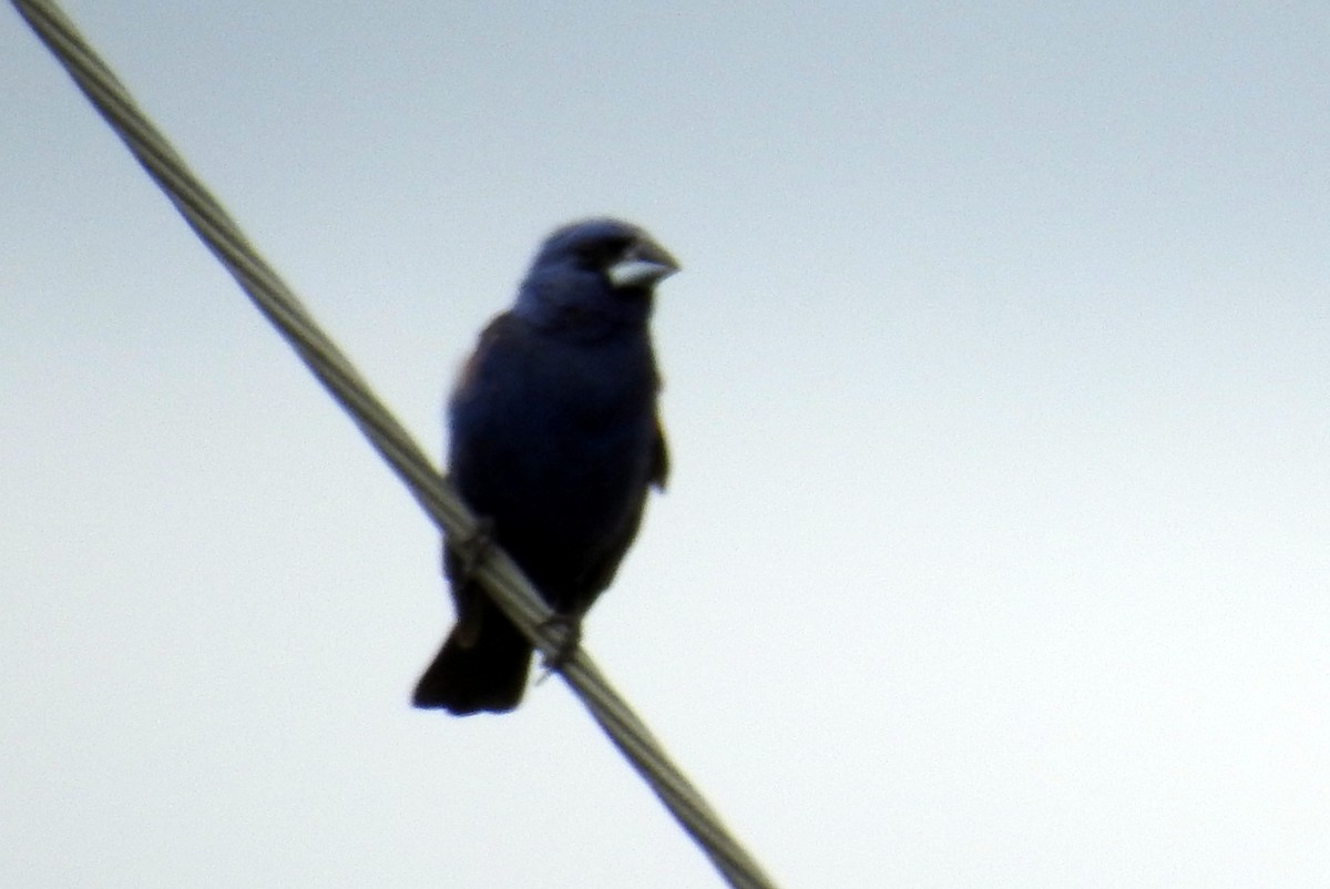 Blue Grosbeak - ML68016191