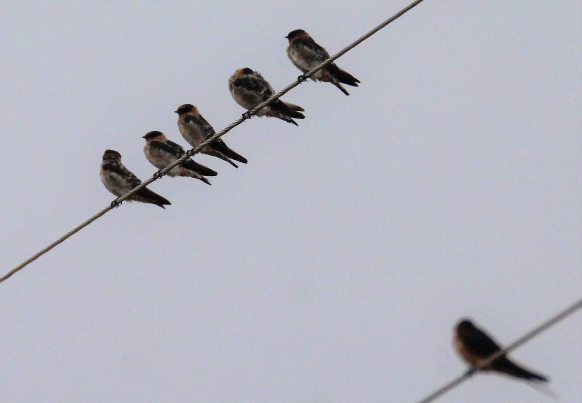 Cave Swallow - ML68017001