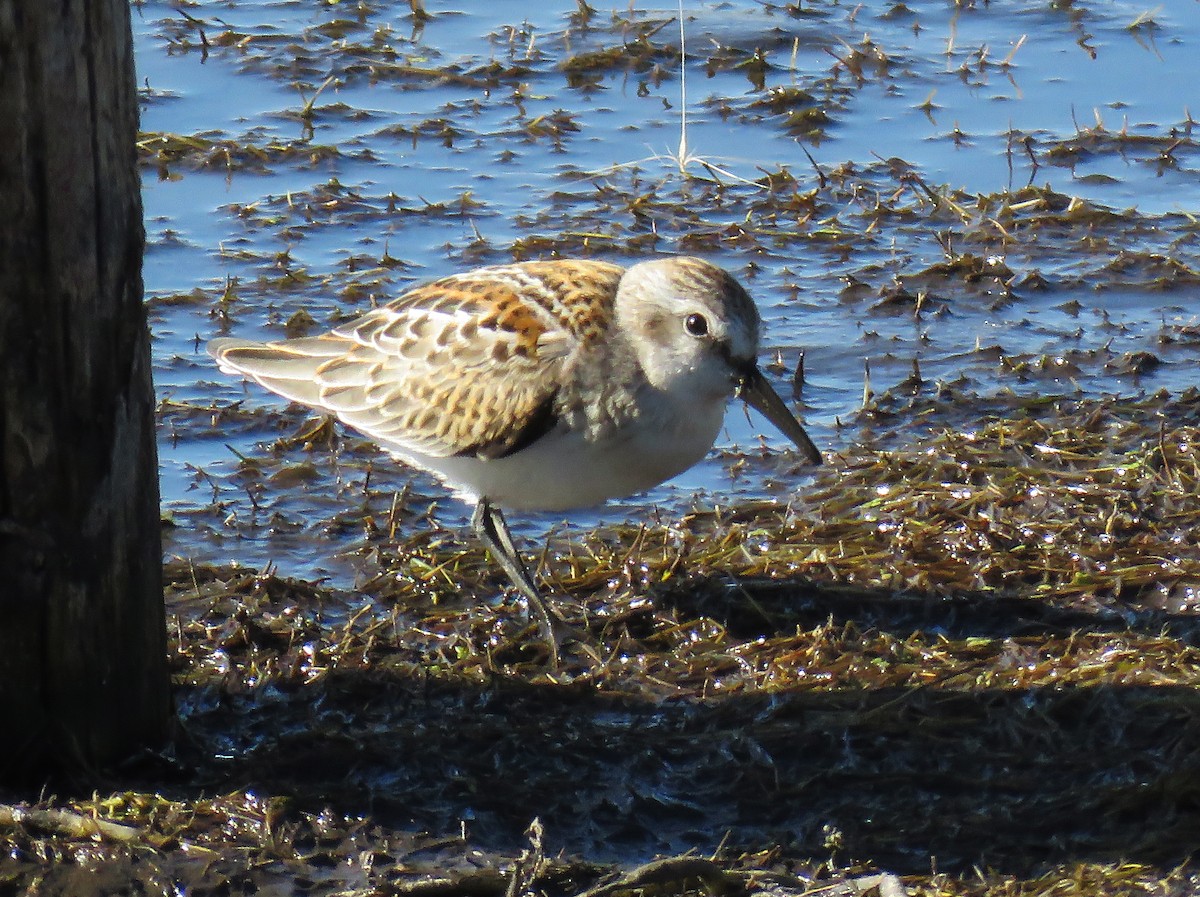 Western Sandpiper - ML68017441