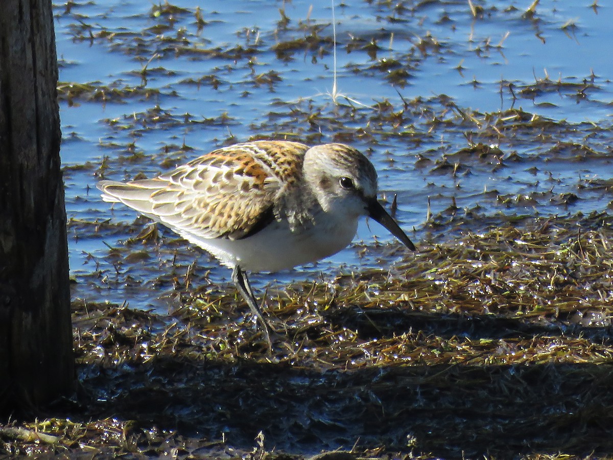 Western Sandpiper - ML68017471