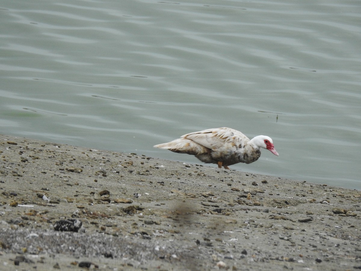 Muscovy Duck (Domestic type) - ML68018011