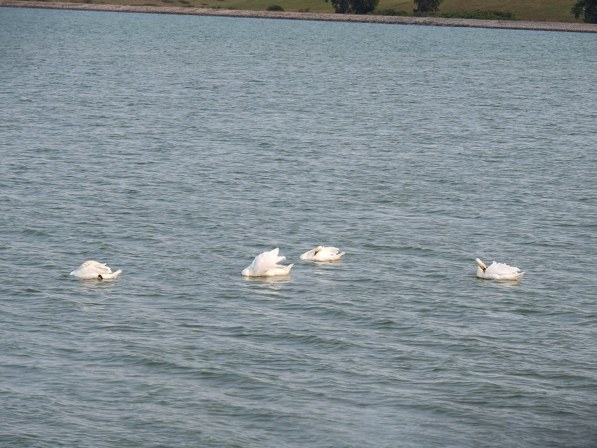 Mute Swan - ML68018021