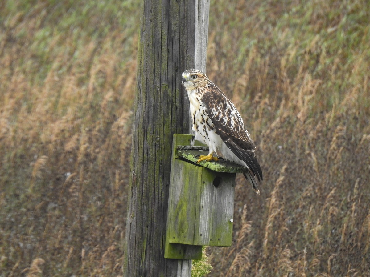 Red-tailed Hawk - ML68018091