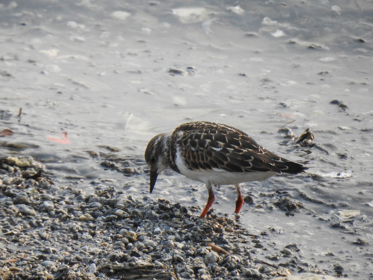 Ruddy Turnstone - ML68018191