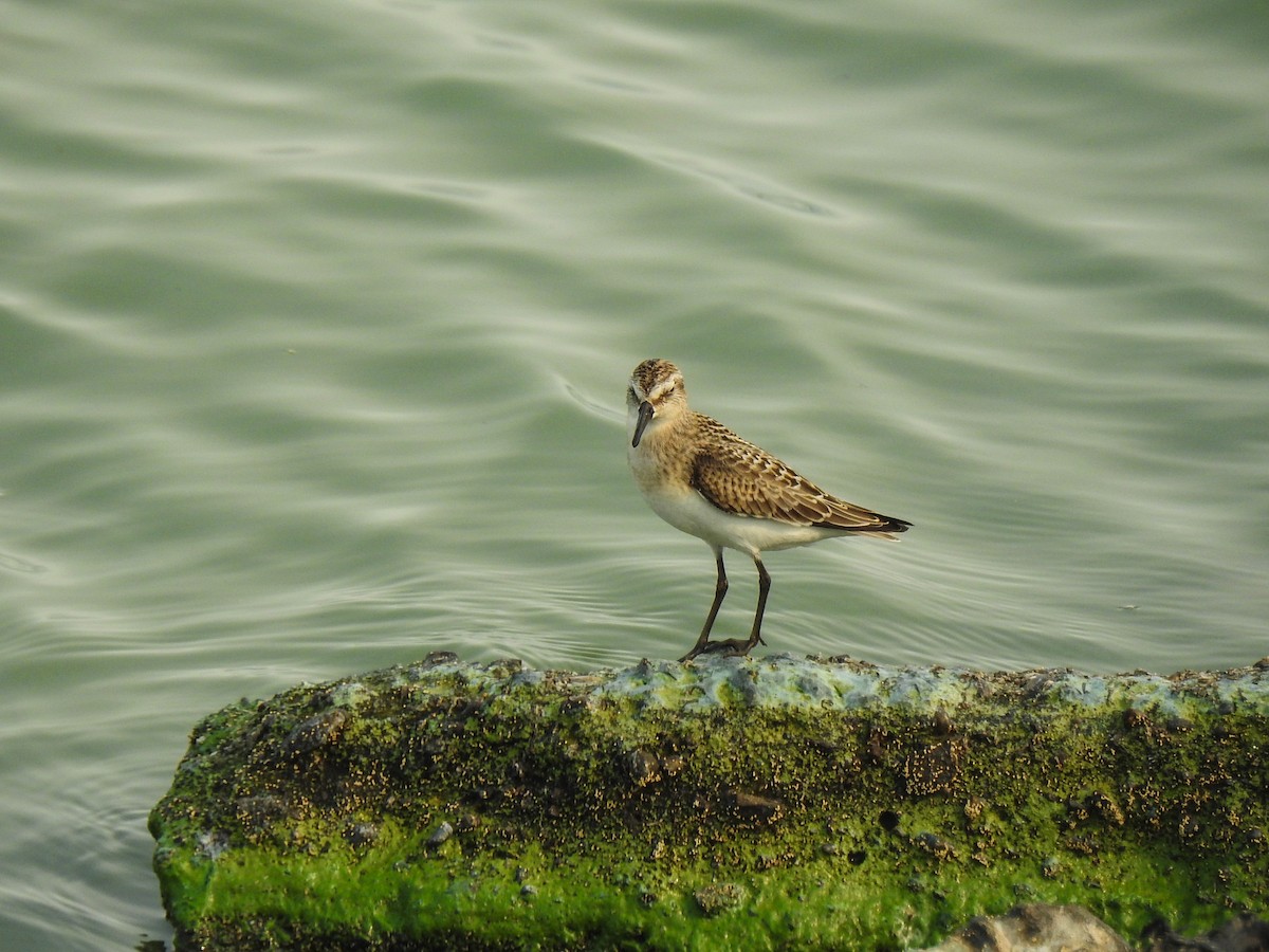 Semipalmated Sandpiper - ML68018301