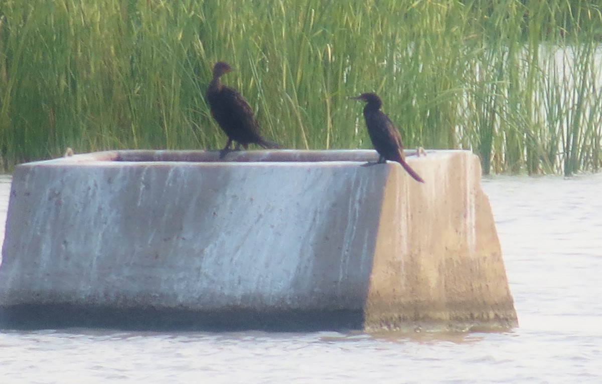 Neotropic Cormorant - ML68020361
