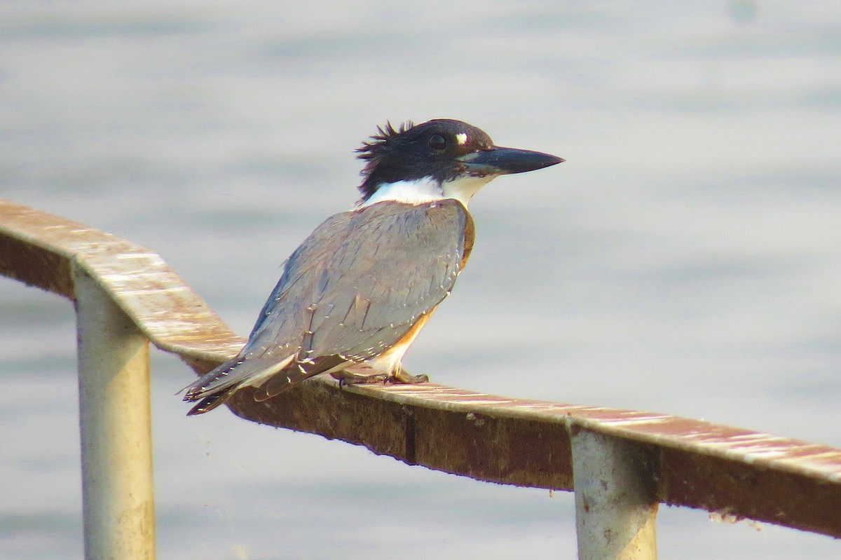 Belted Kingfisher - ML68020601