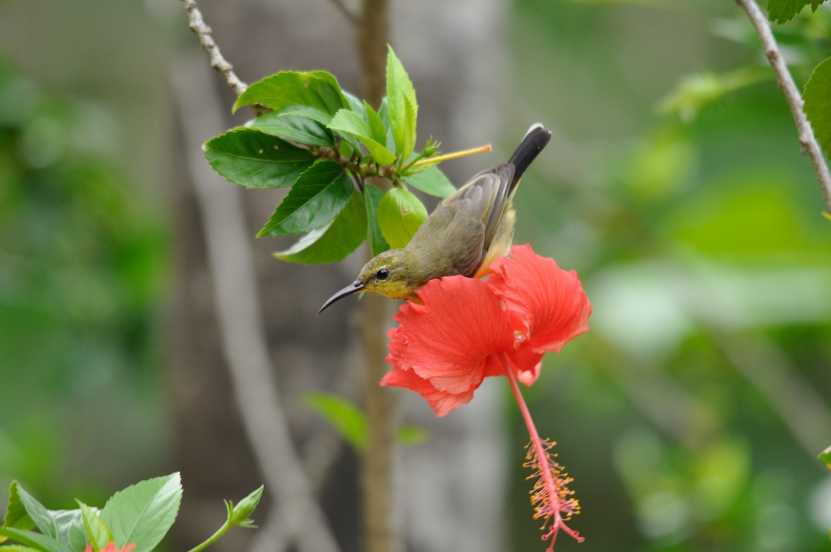 tanımsız nektarkuşu (Nectariniidae sp.) - ML68021731