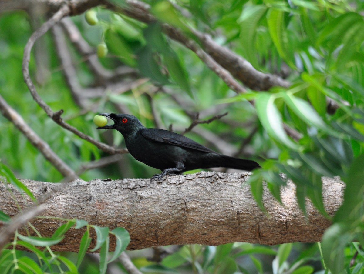 Asian Glossy Starling - ML68022771