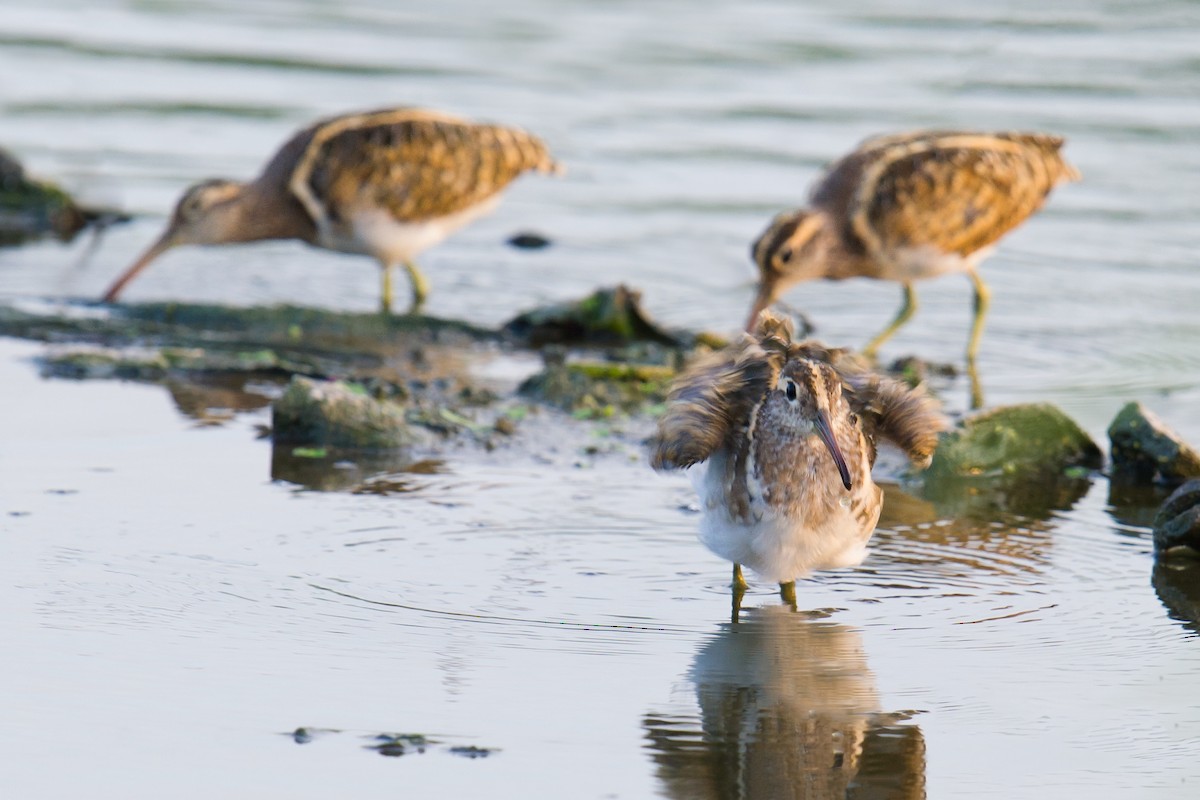 Greater Painted-Snipe - ML68023361