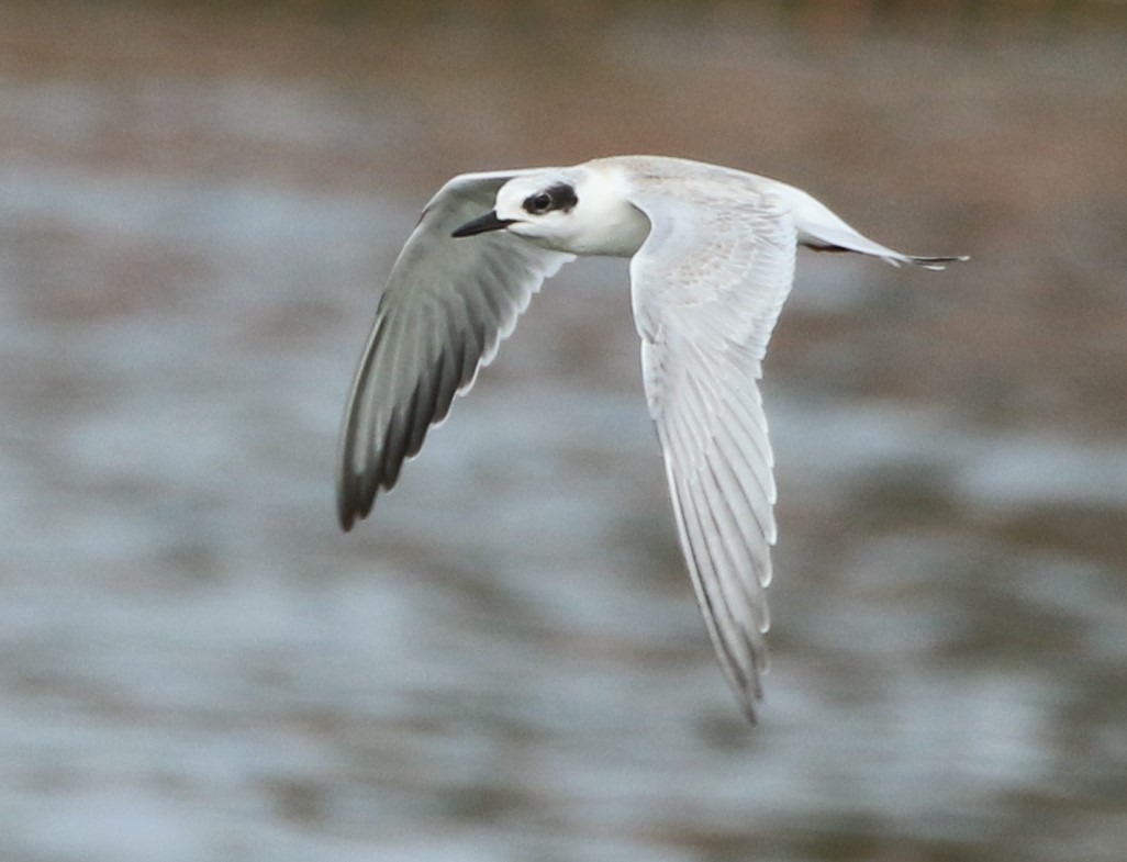 Forster's Tern - Mike "mlovest" Miller