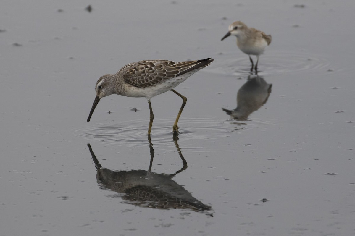 Stilt Sandpiper - Michael Todd