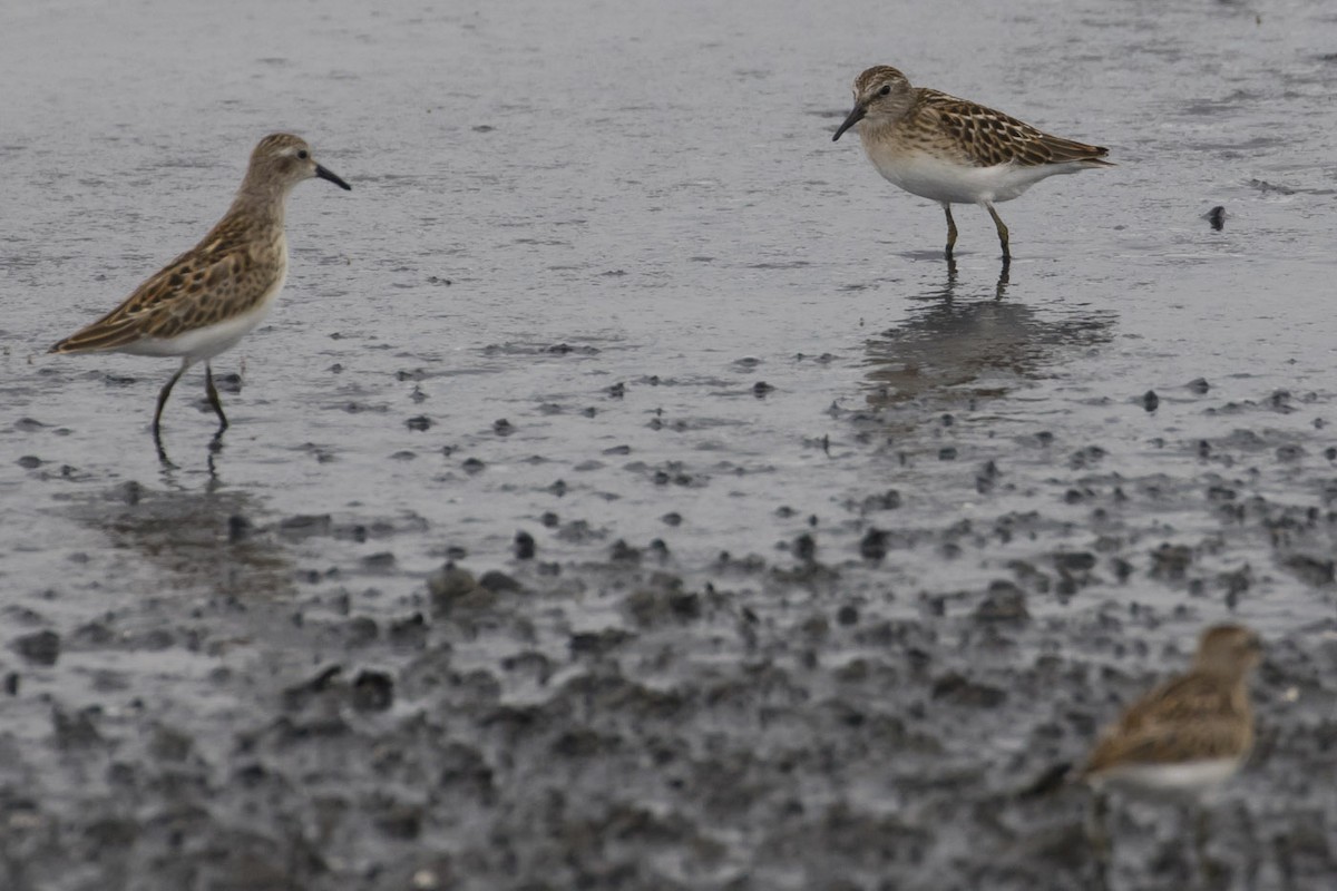 Least Sandpiper - ML68027511