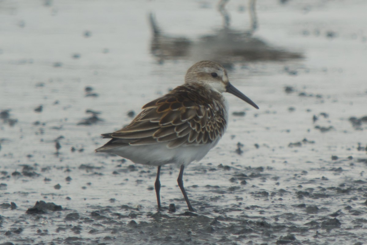 Western Sandpiper - Michael Todd