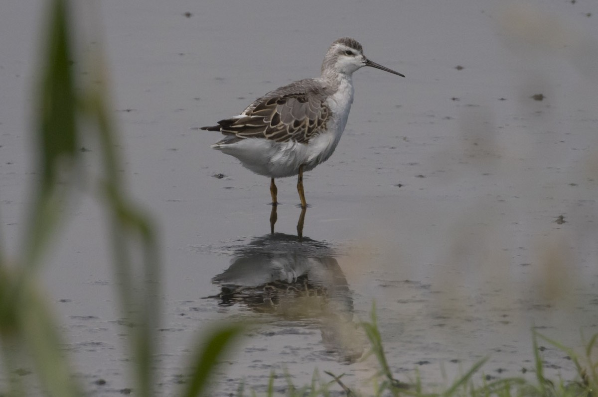 Wilson's Phalarope - ML68027751