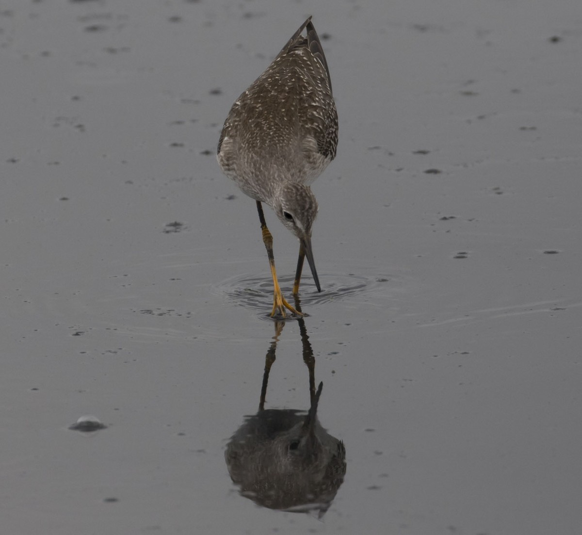 Lesser Yellowlegs - ML68027831