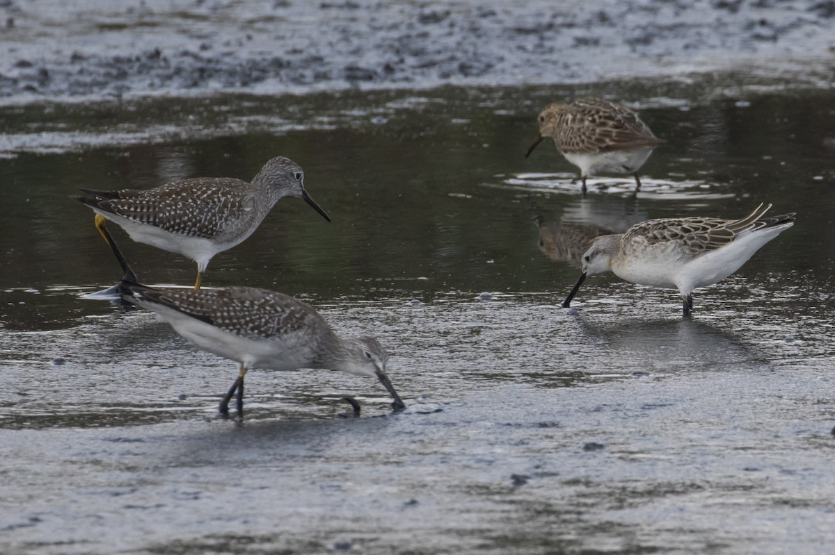 Wilson's Phalarope - ML68027871