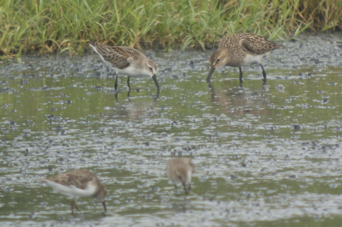 Western Sandpiper - ML68027881