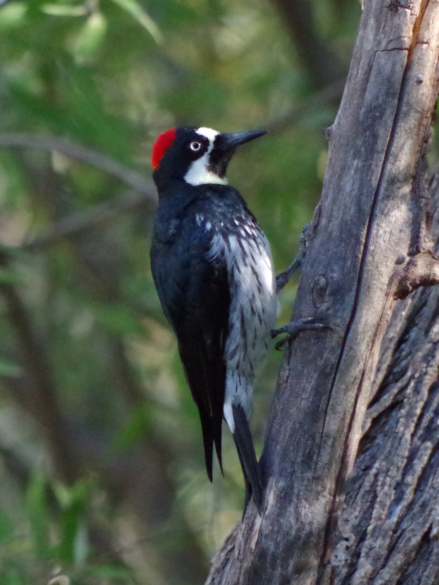 Acorn Woodpecker - Therese Cummiskey