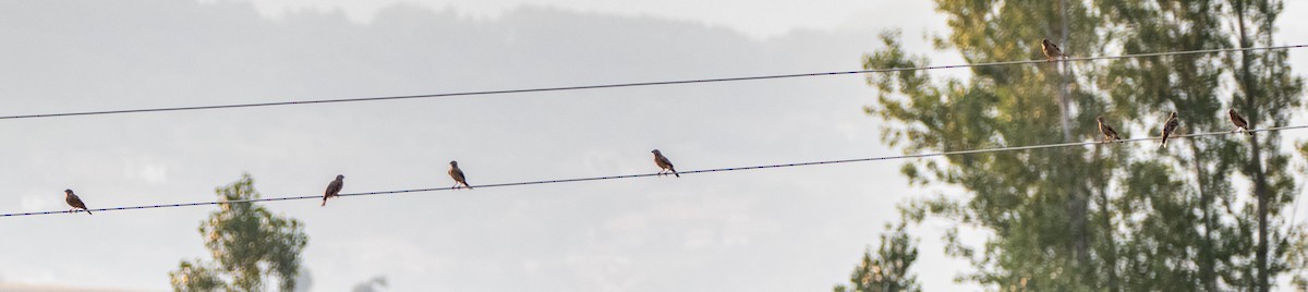 Corn Bunting - ML68029161