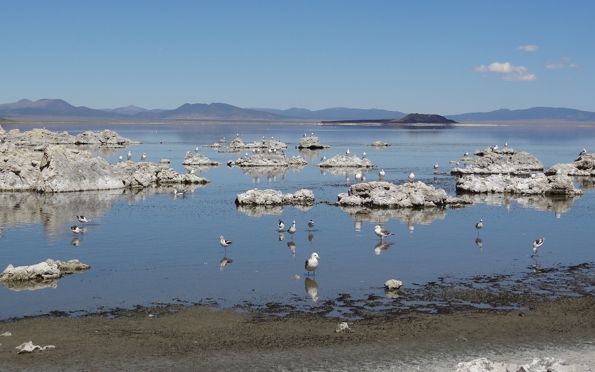 Avoceta Americana - ML68029231