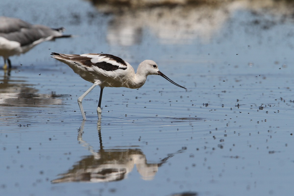 Avoceta Americana - ML68029241