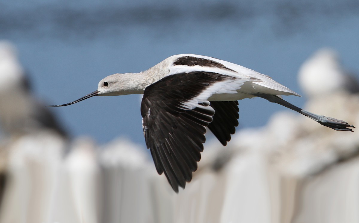 Avoceta Americana - ML68029251