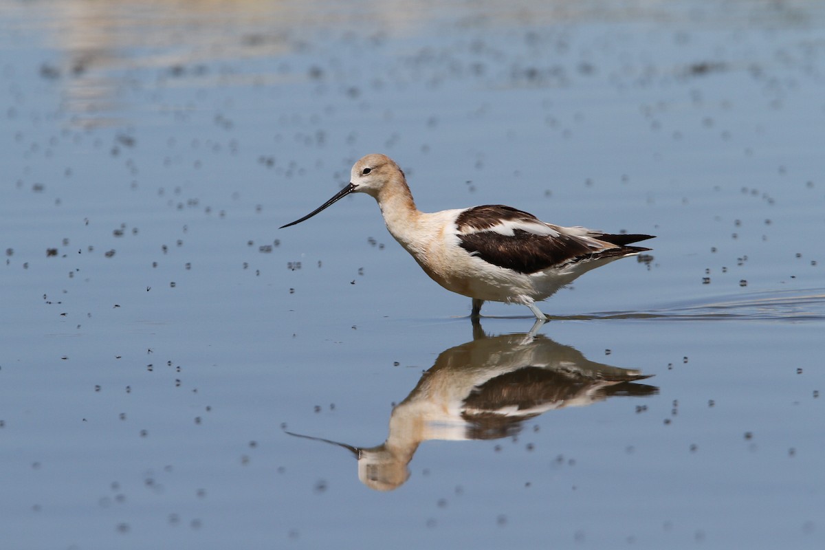 Avoceta Americana - ML68029261