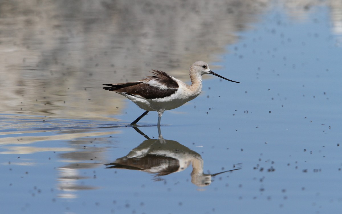 American Avocet - Christoph Moning