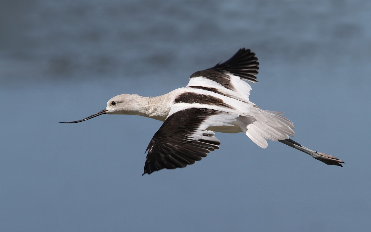 American Avocet - Christoph Moning