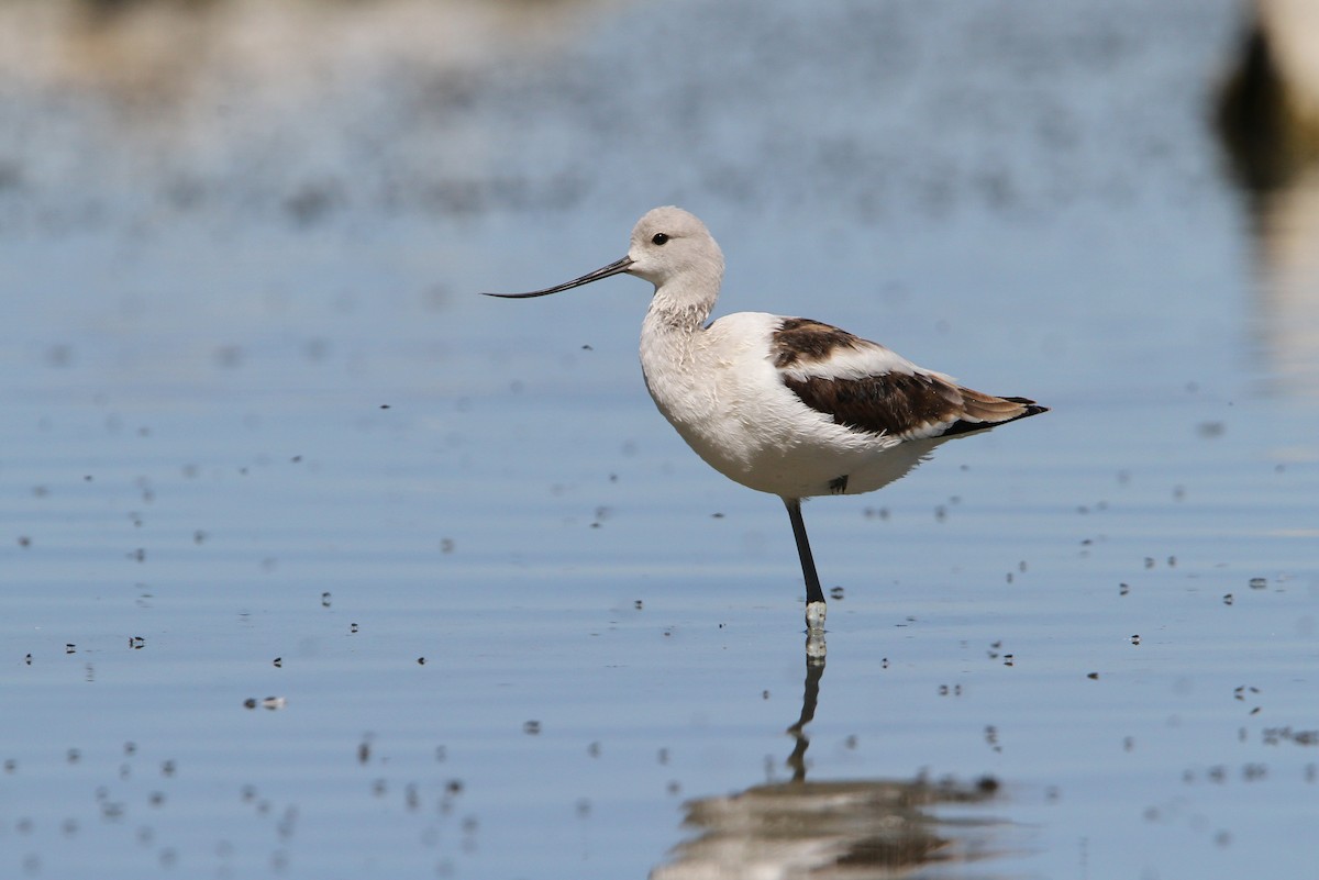 Avoceta Americana - ML68029291