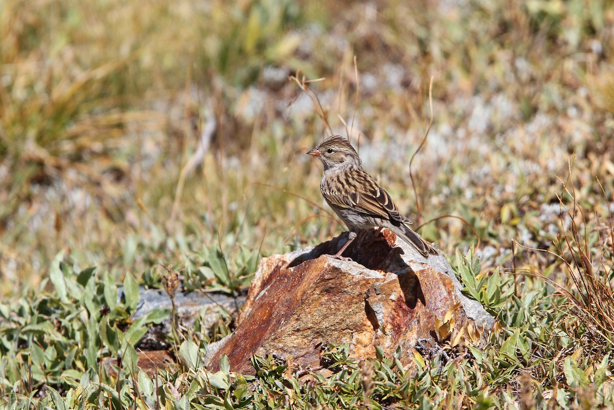 Brewer's Sparrow - ML68029491