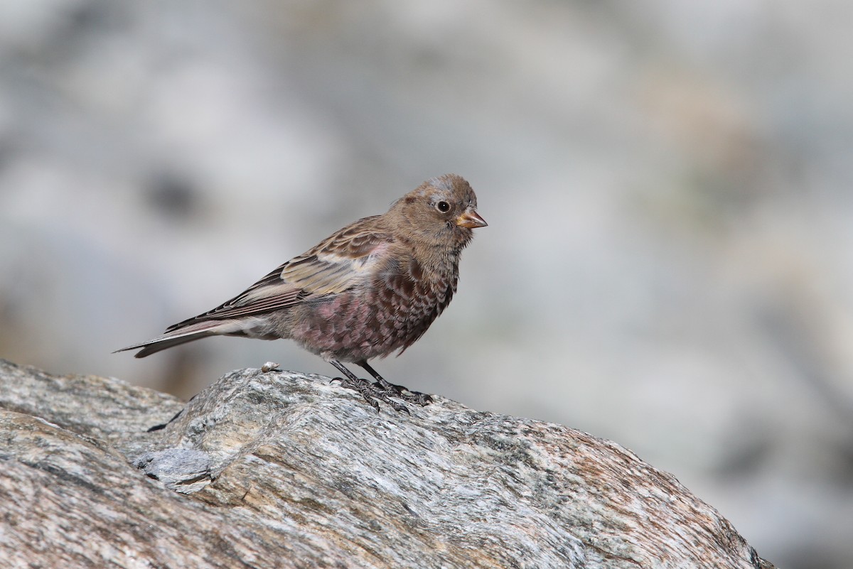 Gray-crowned Rosy-Finch - Christoph Moning