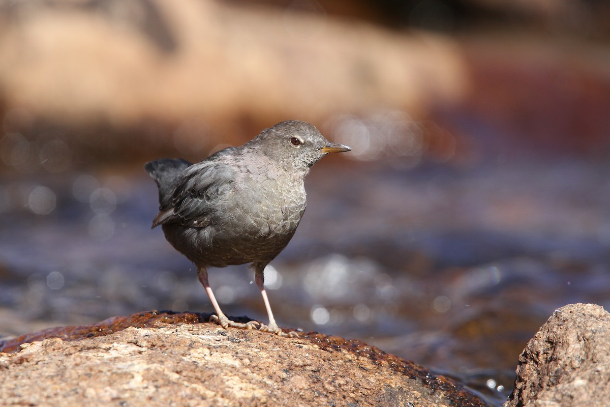 אמודאי אמריקני - ML68029531