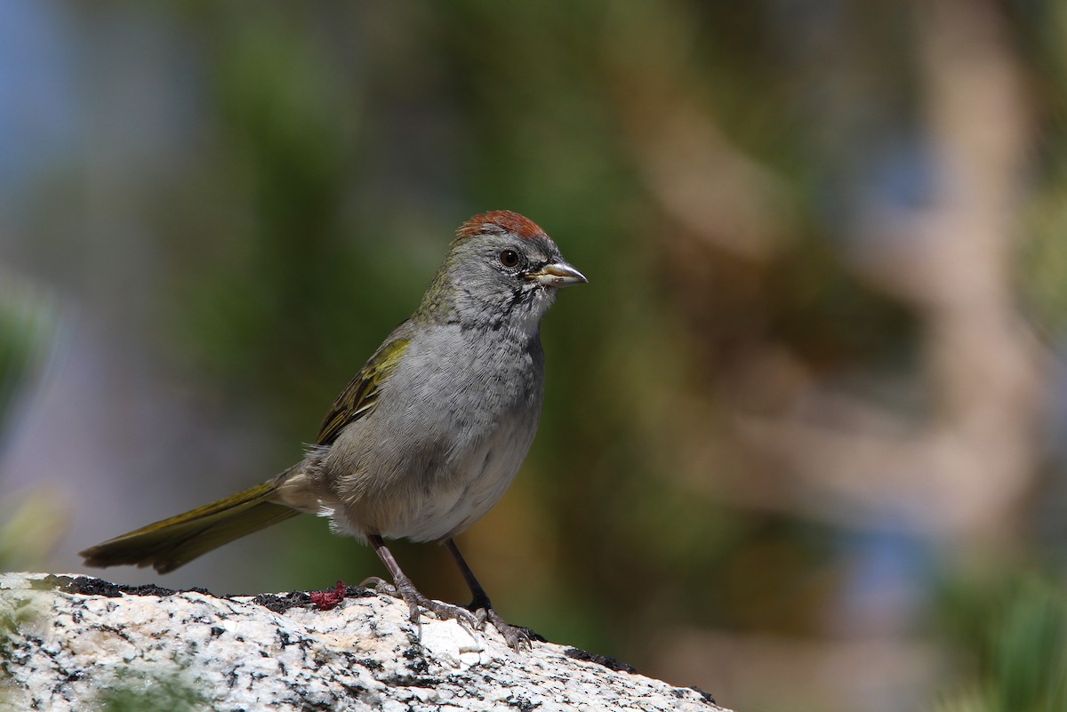 Green-tailed Towhee - ML68029561