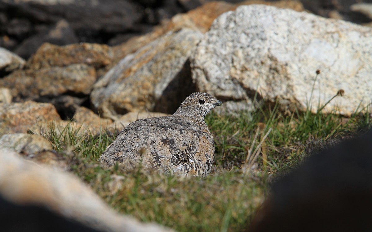 White-tailed Ptarmigan - Christoph Moning