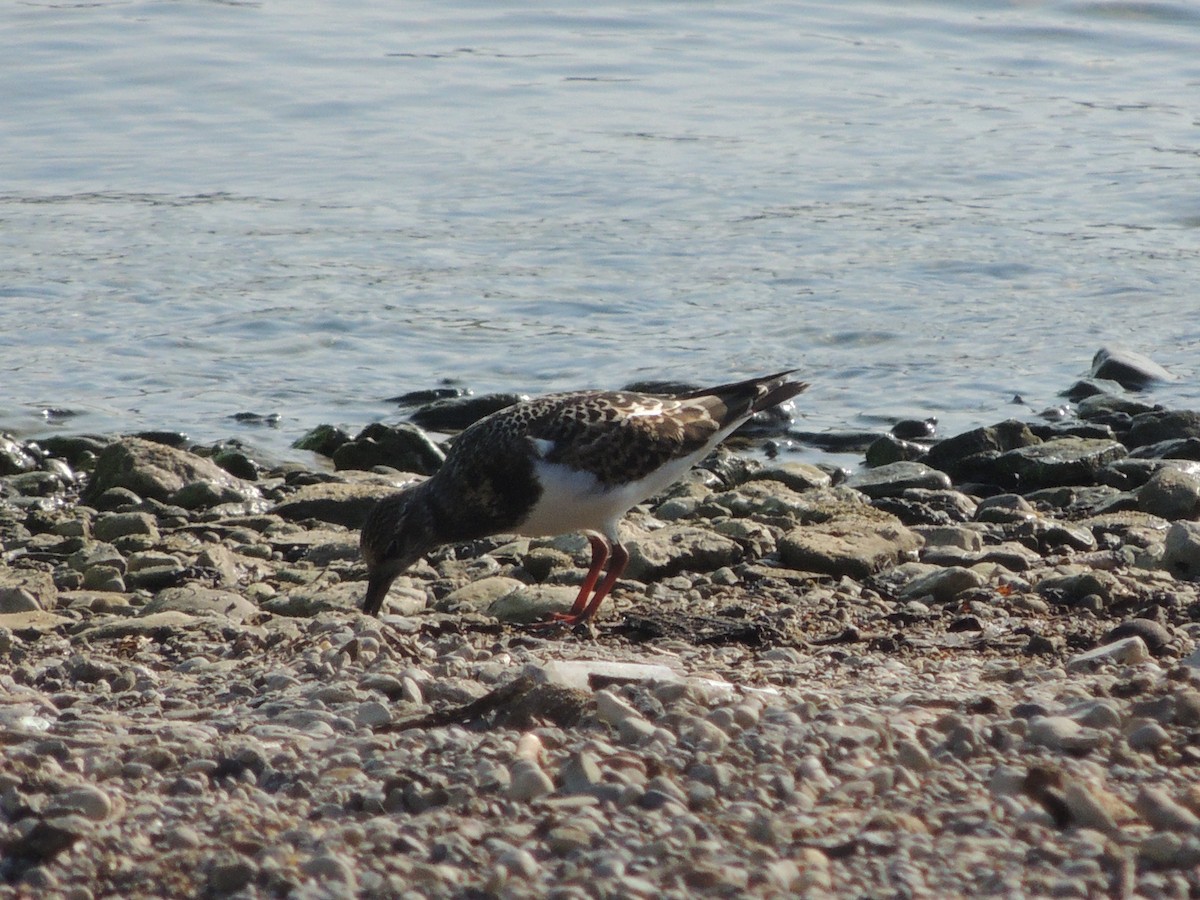 Ruddy Turnstone - ML68029881